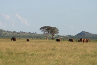 Panorama con elefanti