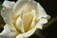 Rosa bianca in fiore