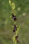 Ophrys Insectifera...