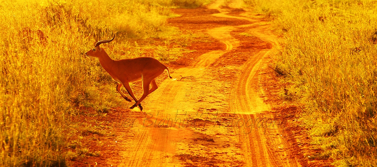 Antilope in fuga