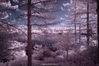 Color Infrared