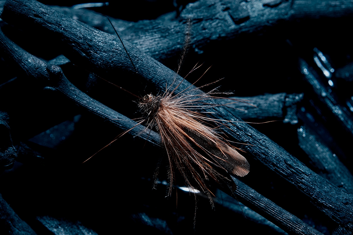 [STILL LIFE] ::: Sedge Fly :::