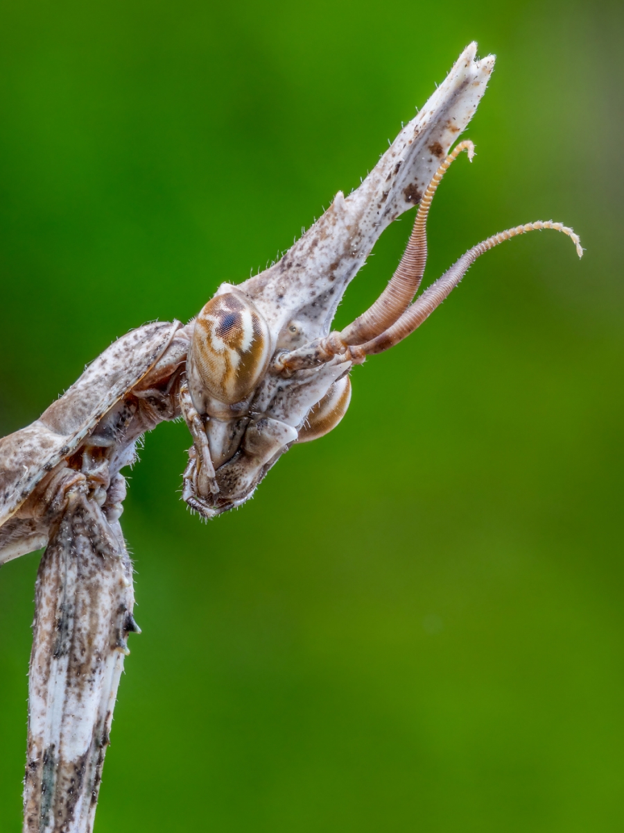 Neanide di Empusa