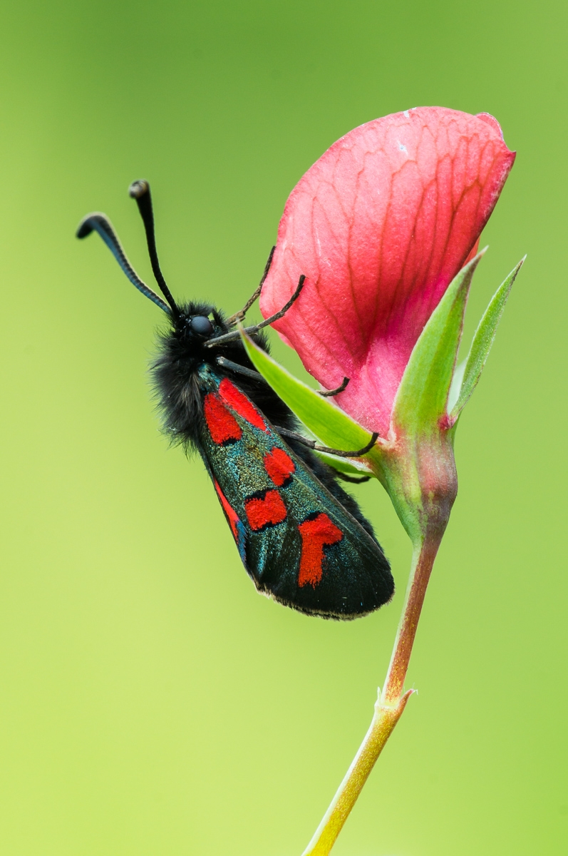 Zygaena