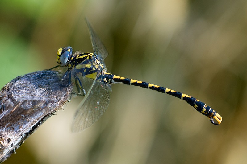 Onychogomphus uncatus