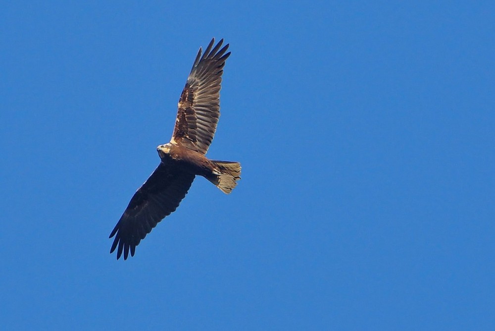 falco di palude