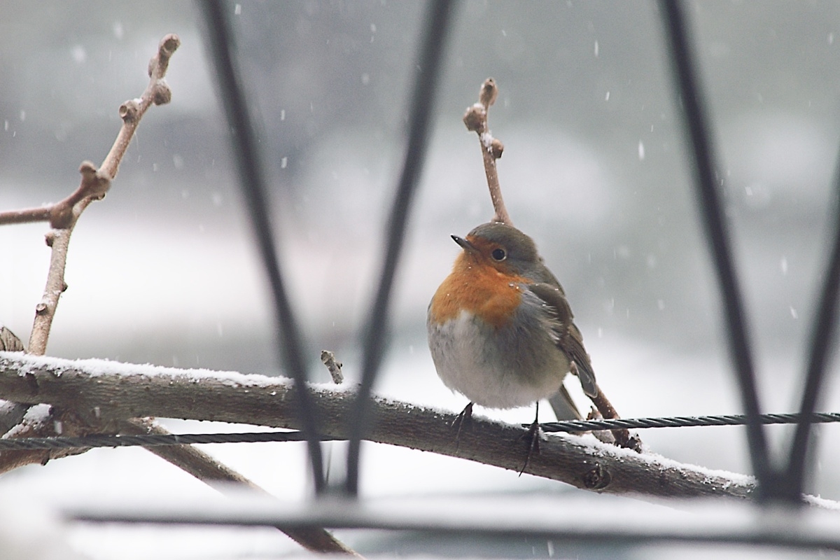 Pettirosso sotto la neve in cerca di cibo