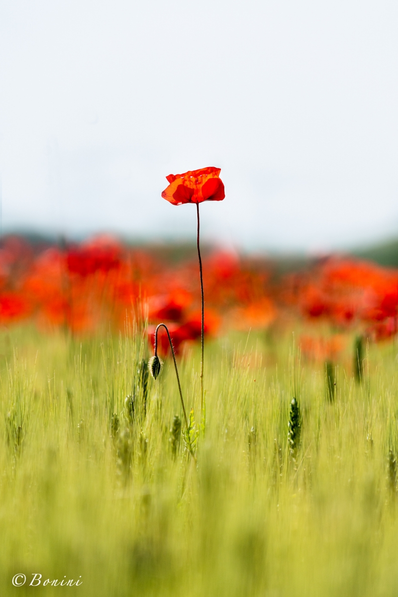 Tuscan red