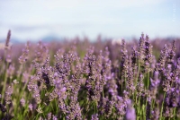 Plateau de Valensole 1