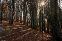 Ultimo scorcio Autunnale