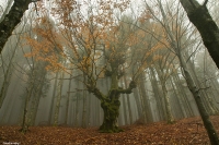 Il-gigante-nella-nebbia