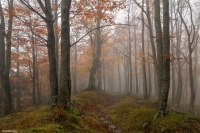 Sentiero-nel-bosco