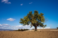 albero nelle mie campagne