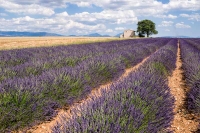 Plateau de Valensole