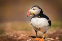 Puffin