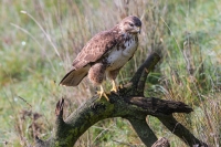 Buteo buteo