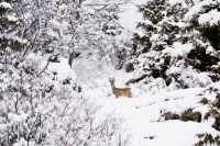 Après la neige