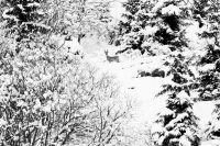 Après la neige en b/w