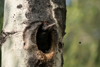 maggio nel bosco