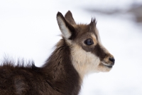 Petit portrait d'hiver.