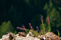 La marmotta degli Epilobi