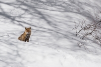 Il libro dell'inverno