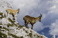 Madre e piccolo di stambecco rid