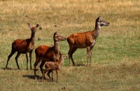 La famiglia