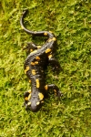 Salamandra, sorgenti dell'Enna