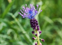 Muscari armeniacum