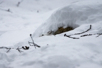 mimetismi invernali