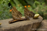 coppia farfalle