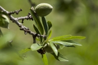 Mandorle al verde