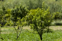 Il verde del pesco