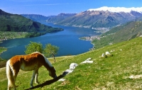 993 il più bel lago del mondo - CO Gera Lario dintorni, Alpe Fordeccia verso il Lario (2)
