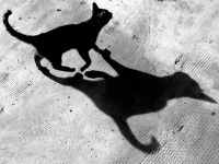 Ombra felina