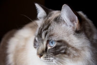 Maisha the Ragdoll Cat