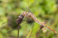 Libellula