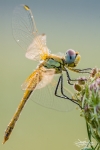 Libellula