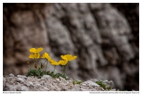 Papaver Alpinum