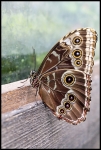 Morpho Peleides