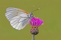 Aporia Crataegi