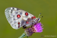 Parnassius Apollo