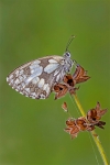 Melanargia