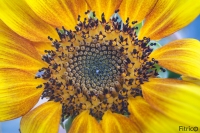 Girasole