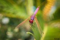 Libellula