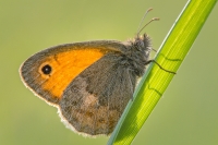 Coenonympha Pamphilus