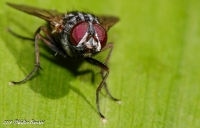 Anthomyiidae