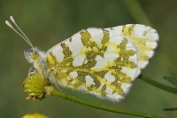 "Aurora" Anthocharis Cardamines