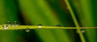 drops